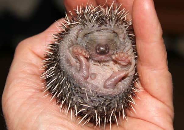 There are as few as one million hedgehogs left in Britain.
