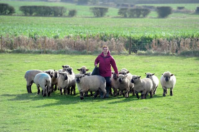 Ruth Steele with her flock of Oxford Downs.