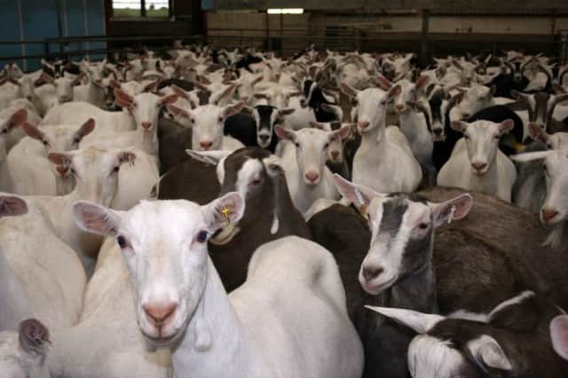 North Yorkshire dairy farmer Neil Bellerby's goat herd.