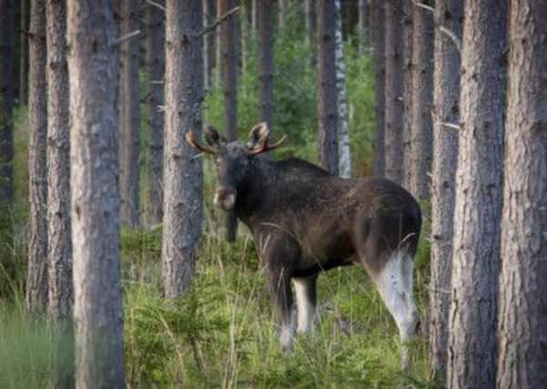 The elusive moose - Photo courtesy of Esko Inberg.