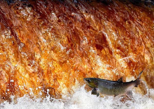 A leaping salmon hurls itself upstream as the rushing waters of the River Swale