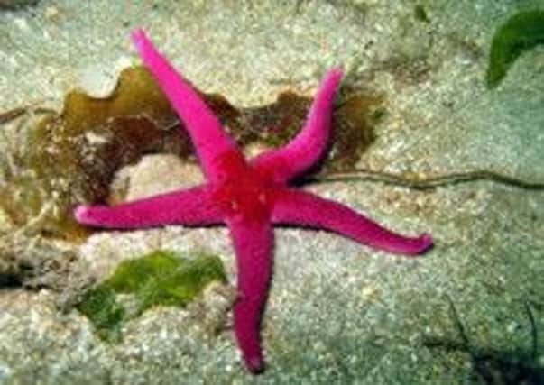 The Bloody Henry starfish is one of many species which live in the Holderness Inshore.