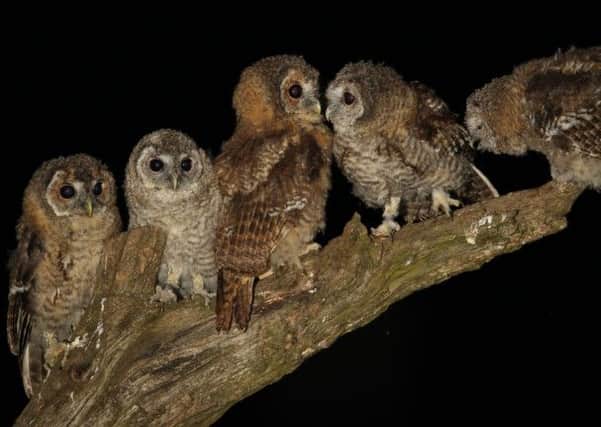 Tawny owl chicks jostle for position on a feeding post.  Pic: Robert Fuller
