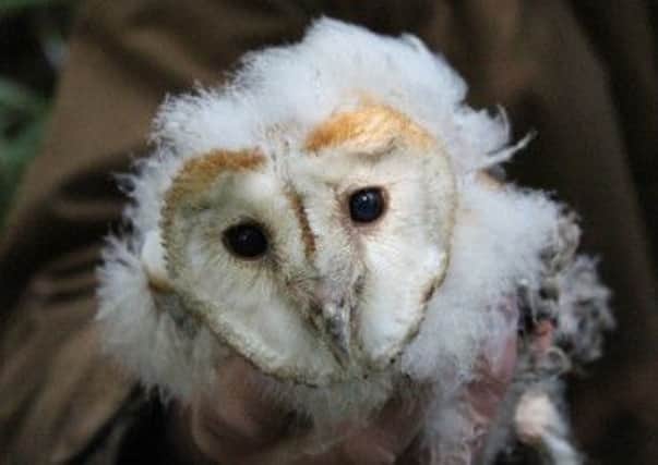 Barn owl chicks have been reared at a nesting box on a Yorkshire Water reservoir nesting box for the first time.