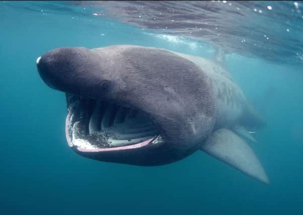 Wildlife Trusts picture of a basking shark