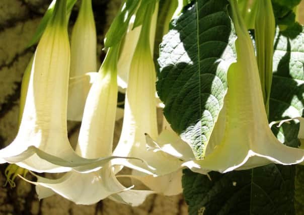 It may still be warm, but nows the time to protect tender plants like Brugmansia.