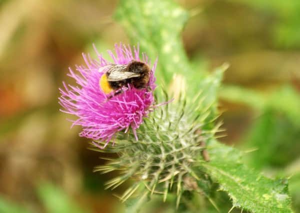 A new strategy to support pollinators has been announced today.  Pic: Graham Burdis.
