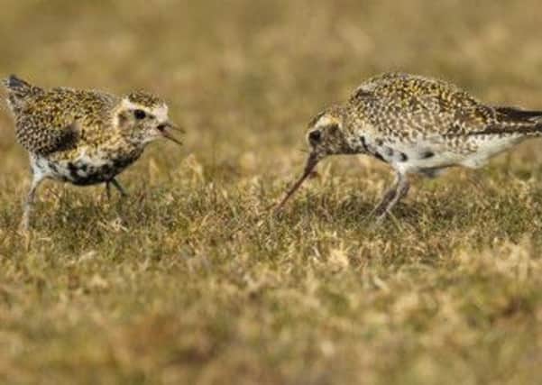 Numbers of golden plovers on the moorlands of the North York Moors National Park are thought to be at an 18-year high.  Pic: Robert Fuller