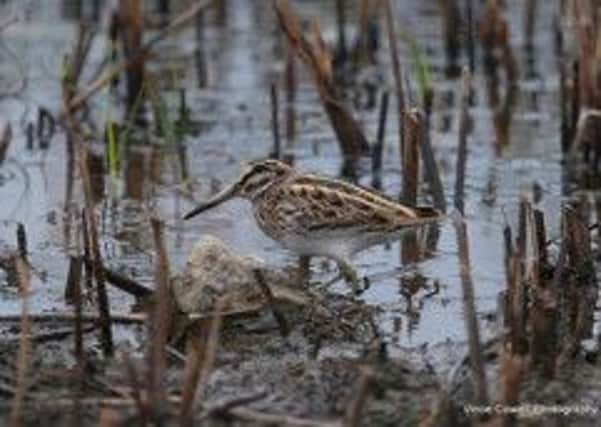 The jack snipe.  Pic: vince cowell