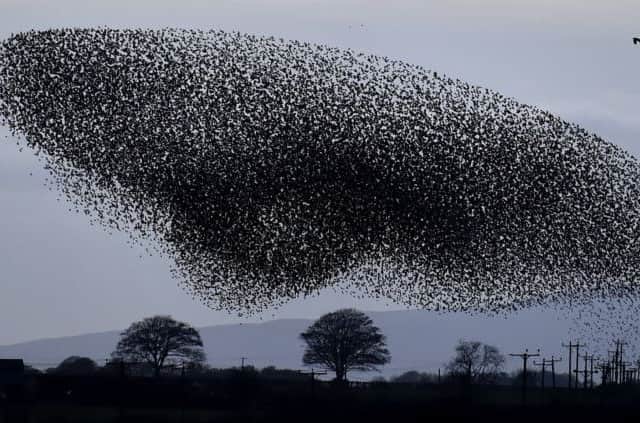 Tens of thousands of starlings start their murmuration
