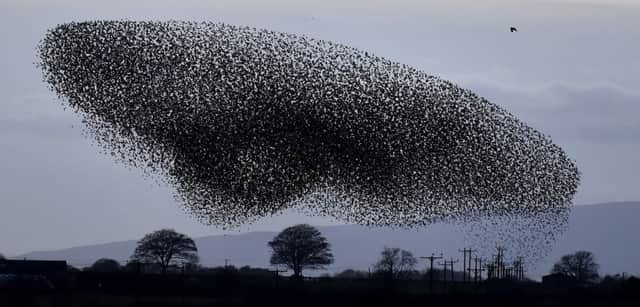 Tens of thousands of starlings start their murmuration