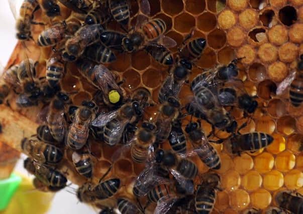 Exactly how bees make decisions on work is still not properly understood by scientists.