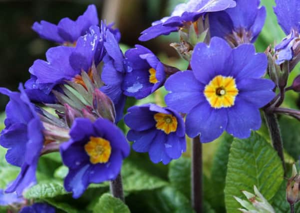 Polyanthus is hardy enough in most areas to survive a few years