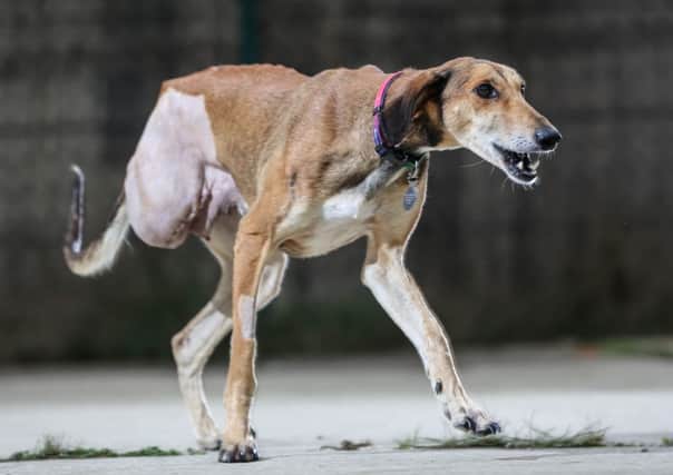 Autumn the Saluki dog who is looking for a new home. Picture: Ross Parry Agency