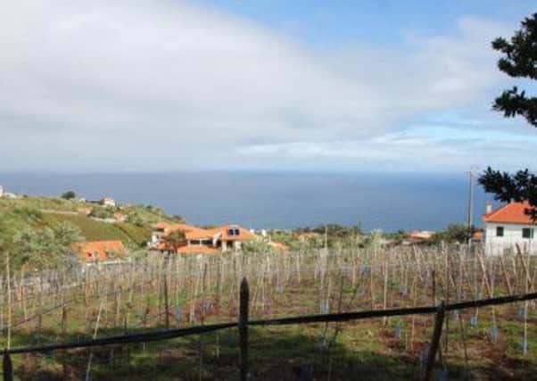 New vineyards overlooking the sea