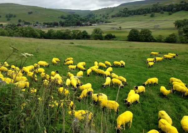 A farmer in Kettlewell in the Yorkshire Dales dyed his sheep Yellow in celebration of Le Tour passing his land on the route of Stage 1. Picture: Simon Wilkinson/SWpix.com
