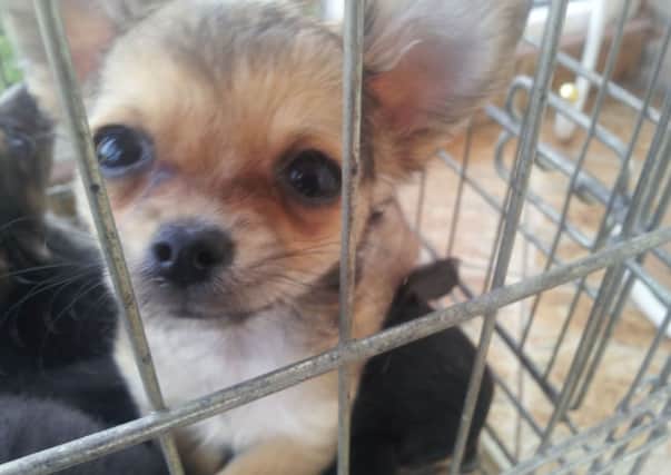 Puppies in a transport cage as a charity has uncovered a "high level of corruption" and "shocking" animal welfare following its investigation into the trade of puppies from eastern Europe to the UK