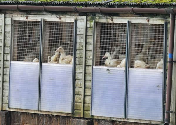 Ducks on a farm in Nafferton, East Yorkshire, where measures to prevent the spread of bird flu are under way after the first serious case in the UK for six years.