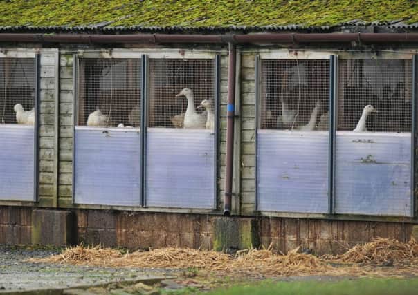 Ducks on the farm in Nafferton where the bird flu outbreak was reported.