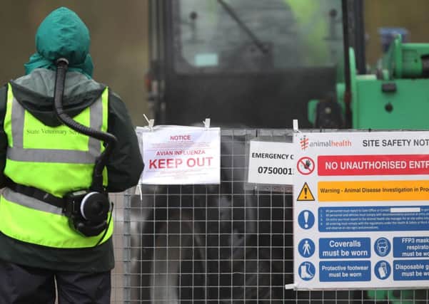 Preparations begin for a cull of ducks at a farm in Nafferton, East Yorkshire operated by Cherry Valley after a bird flu outbreak.