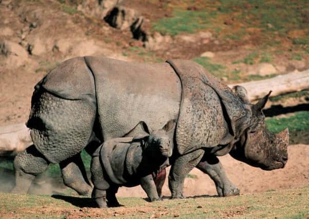 Library picture of an Asian rhinoceros and her calf