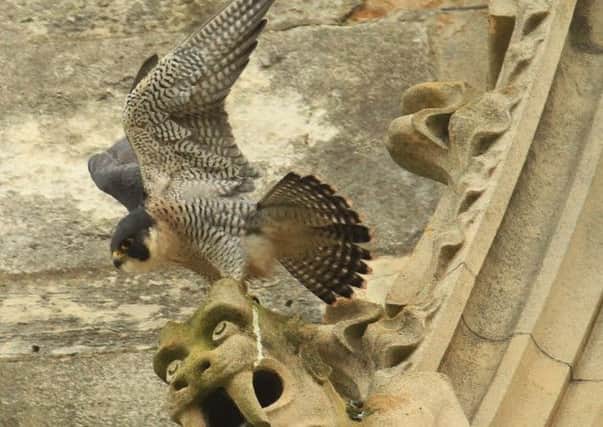York is home to a variety of wildlife including the peregrine falcon.