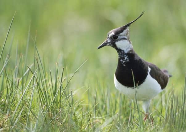 Lapwing numbers boosted by RSPB nature reserves