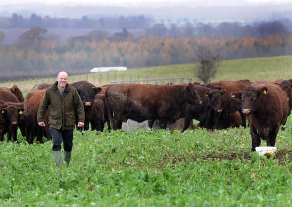 Richard Pearson of Manor House Farm among some of his Lincoln Red herd.