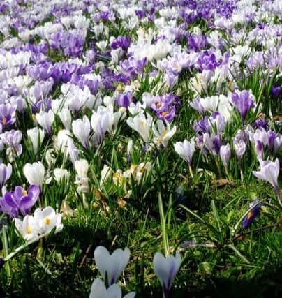 Crocuses should flower well before more heralded spring bloomers such as daffodils and tulips If planted at the right time.