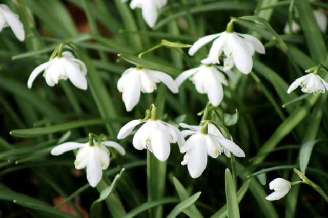 Snowdrops are happiest in shady spots with fertile and free-draining soil.