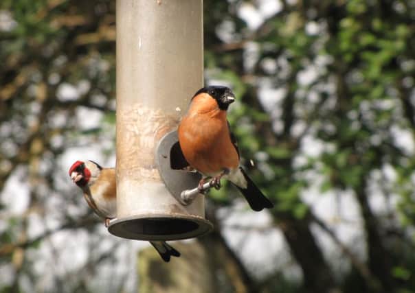 A male bullfinch and goldfinch on a feeder.