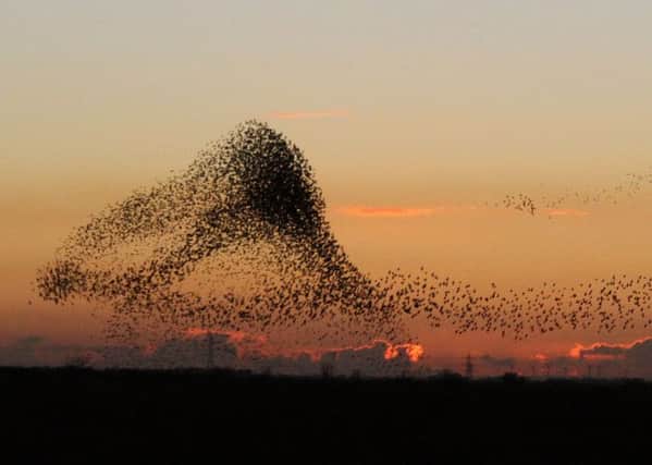 Scientists are trying to find out why starling murmurations form.  Pic: Michael Flowers.