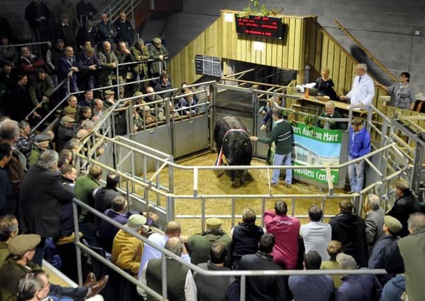 Thirsk's Christmas fatstock show and sale.
