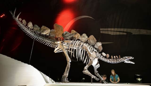 A complete Stegosaurus fossil goes on display at the Natural History Museum in London and is the the first complete dinosaur specimen to go on display at the museum in nearly 100 years. PRESS ASSOCIATION Photo. Picture date: Wednesday December 3, 2014. At 560 centimetres long and 290 centimetres tall, similar in size to a 4x4 vehicle, the skeleton has over 300 bones.