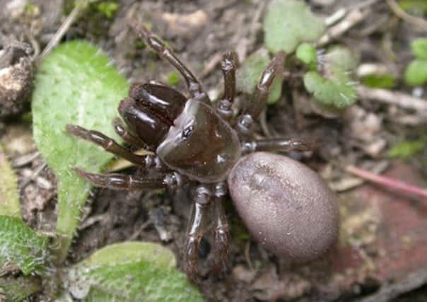 A purse-web spider.  Pic: Graeme Lyons
