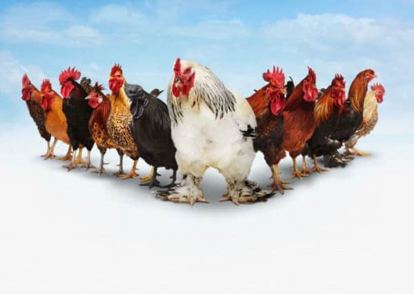 Hen-tertainment: The chicken calendar girls. Pictures: Ross Parry Agency