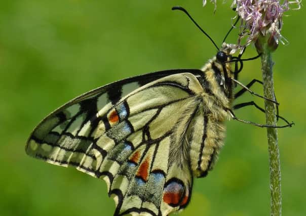 A continental swallowtail butterfly