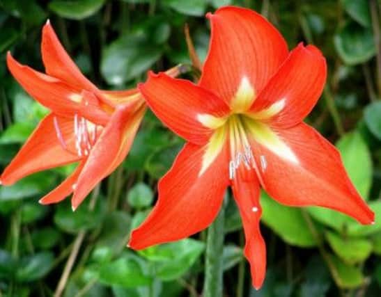 A hippeastrum (Amaryllis) flowering in all its glory.