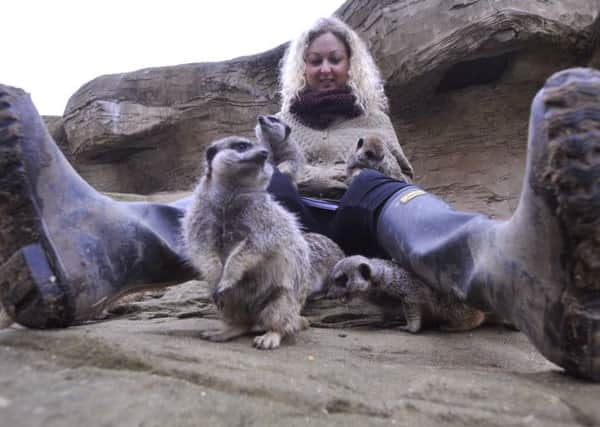 Nina meets the Meerkats
.