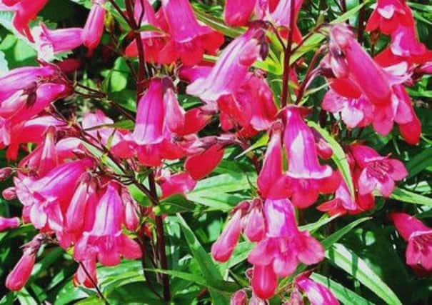 Penstemons will treat you to an abundance of vibrant, bell-shaped flowers in summer.