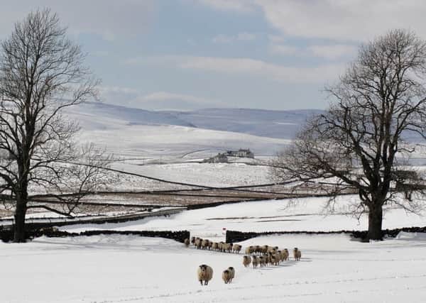 Pedigree Swaledale sheep on the farm in Forest in Teesdale
