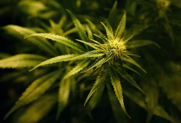 Children with severe epilepsy could be helped by a new treatment derived from the cannabis plant