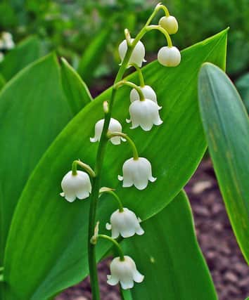 Lily-of-the-valley, the most distinctive species to be enjoyed in Grass Wood, Wharfedale.