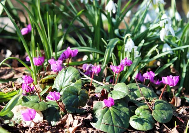 Cyclamen coum is among the spring-flowering bulbs that can light up a garden in winter.