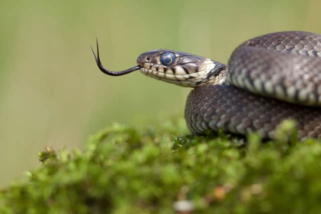 A grass snake, as conservationists  said that more than one in 10 of England's Local Wildlife Sites have been lost or damaged in the last five years.