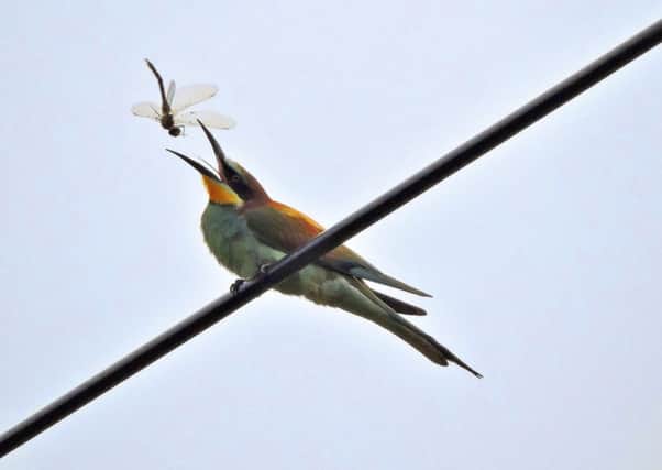 One of a pair of bee-eaters that nested in the UK last summer. (Andy Butler/National Trust/PA).