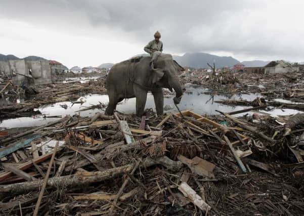 An elephant which belongs to forest ministry removes debris in Banda Aceh, Indonesia. 
AP Photo/Eugene Hoshiko