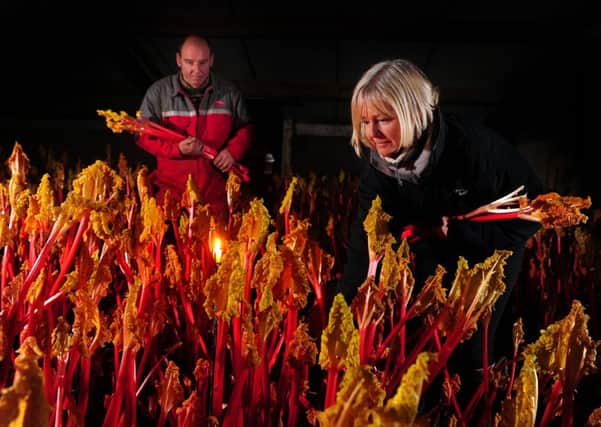 Maxine Morton-Green pulls rhubarb with her husband Simon in the sheds at their farm at Carr Gate, Wakefield.
