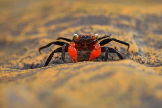 A vampire crab