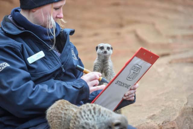 Chester Zoo keeper Hayley Gray with a meerkat